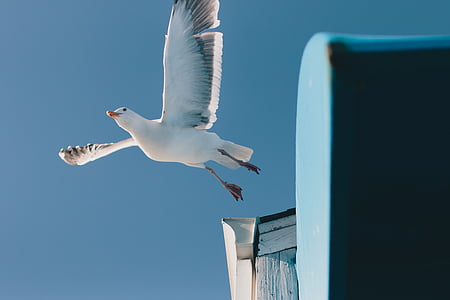 soaring white bird thumbnail