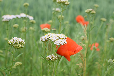 Wild Flower Meadow, Sharp Sheaf thumbnail