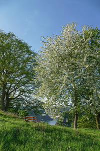 green trees thumbnail