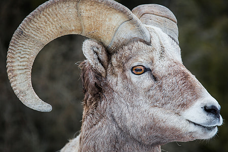 beige and brown mountain sheep closeup photo thumbnail