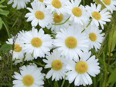 close-up photo of of marguerite daisy flowers thumbnail