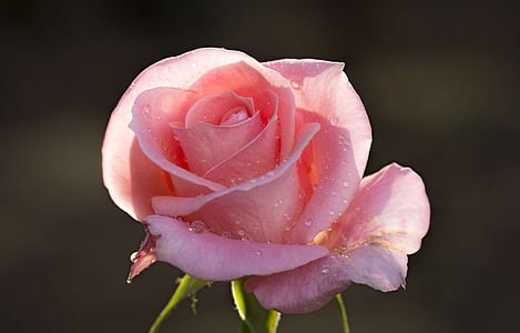 selective focus photography of pink rose flower thumbnail