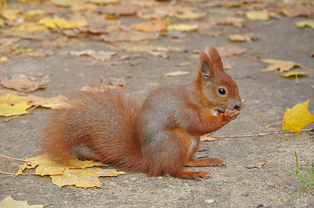 brown squirrel thumbnail