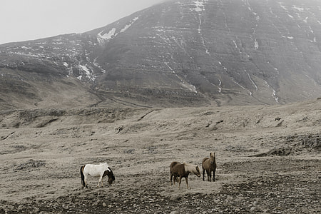 three horses on mountain thumbnail