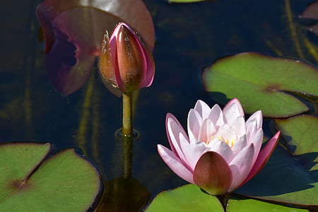 pink lotus flower on pond thumbnail