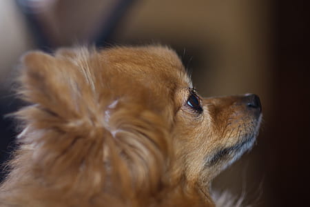 brown Pomeranian selective focus photography thumbnail