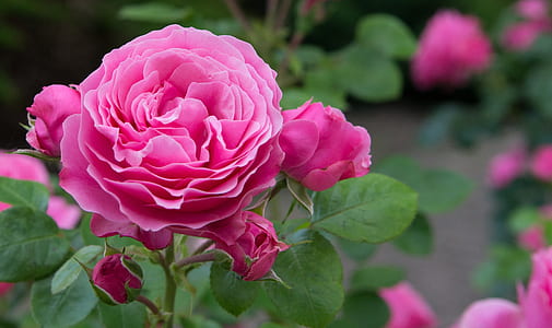 pink flower thumbnail
