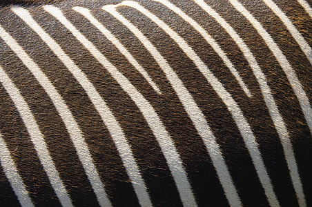 brown and white striped textile thumbnail