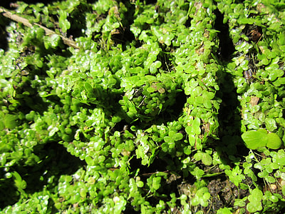 Lemna Minor, Common Duckweed thumbnail
