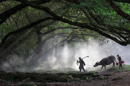 man standing near cow during daytime thumbnail
