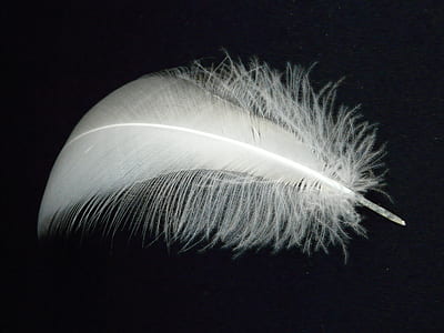 white feather on black surface thumbnail