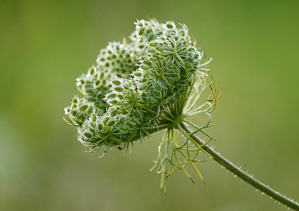 close up photo of white and green flower buds thumbnail