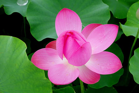 partially bloomed pink lotus flower digital wallpaper thumbnail