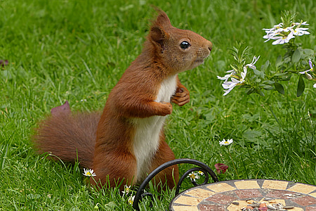 selective focus photograph of squirrel on grass thumbnail