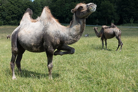 two gray camels thumbnail