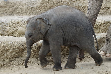 gray elephants walking near brown stairs thumbnail