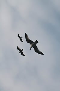 three birds flying thumbnail