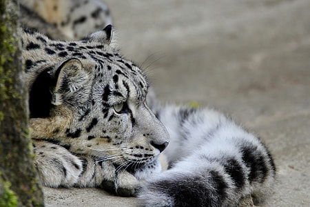 orange cheetah thumbnail