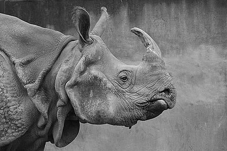grayscale photo of rhinoceros thumbnail
