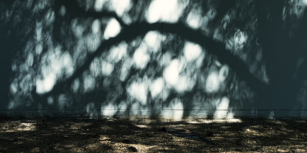 shadow of tree thumbnail