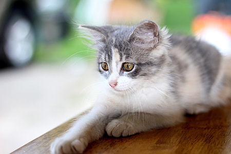 gray cat lying on brown wooden surface thumbnail