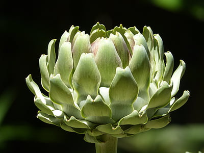closeup photo of green plant thumbnail