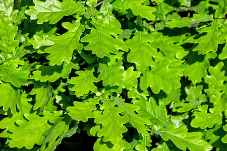 green leafed plant thumbnail