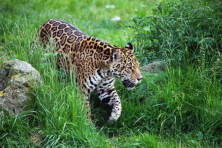 leopard on grass field thumbnail