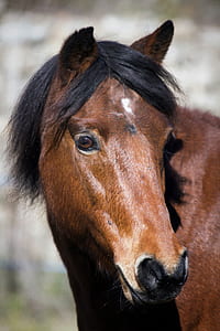 brown horse thumbnail