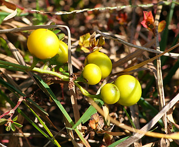 Sand Briar, Carolina Horsenettle thumbnail