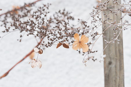 shallow focus photography of brown flowers thumbnail