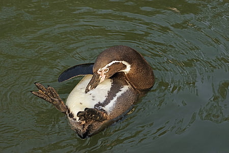 brown duck on water thumbnail