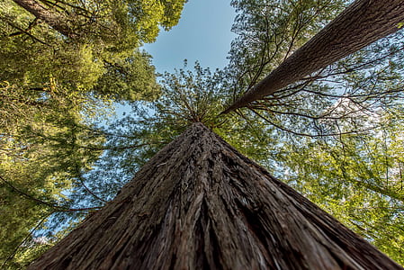 high-angle photography of tree at daytime thumbnail