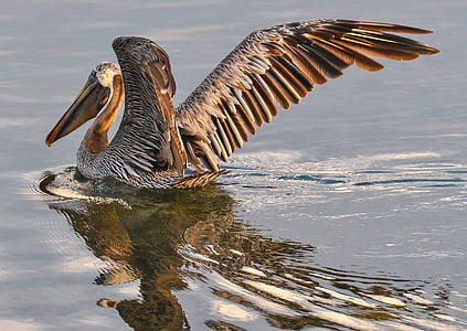 gray and brown pelican on body of water during daytime thumbnail