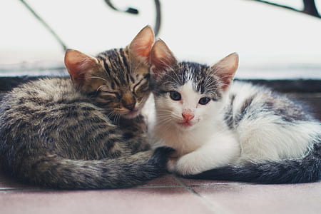 grey and white cats thumbnail