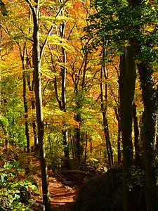 yellow and green trees thumbnail