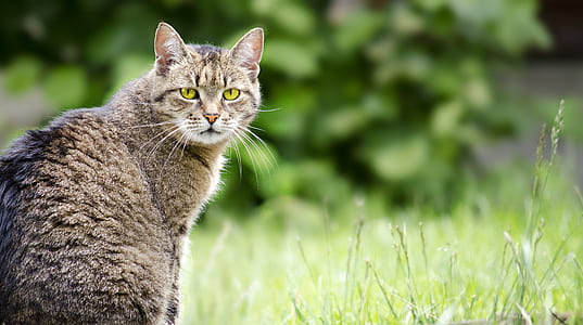 selective focus photography of gray tabby cat thumbnail