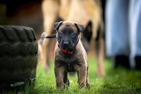 tan Belgian malinois puppy beside vehicle tire thumbnail
