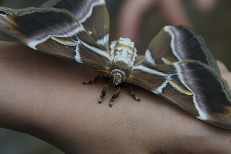 Attacus Atlas, Butterfly thumbnail