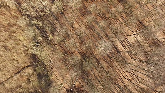 tree, forest, aerial, brown thumbnail