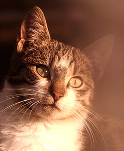 gray tabby cat thumbnail