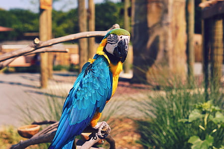 selective focus photo of blue-and-yellow macaw perched on tree branch thumbnail