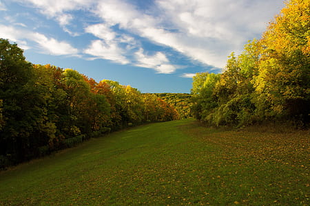 green lawn with trees thumbnail
