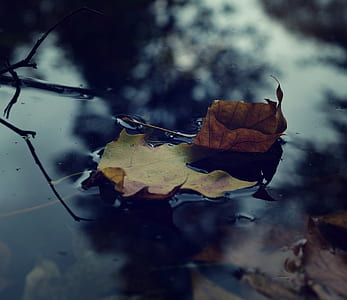 brown leaf on water thumbnail