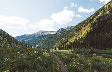 pine trees near mountain during daytime thumbnail
