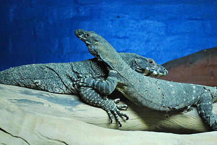 two gray geckos thumbnail