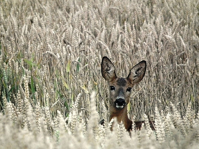 brown deer in wheat field during day thumbnail