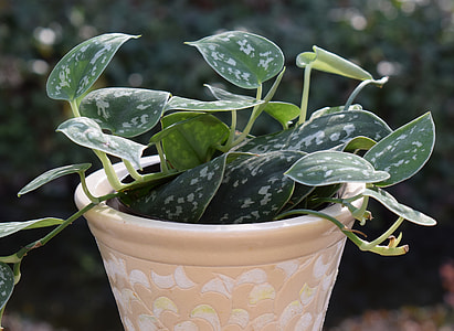 Philodendron Silva, Container Plant thumbnail