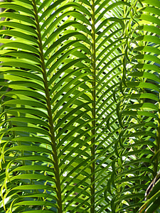 green leafed plant thumbnail