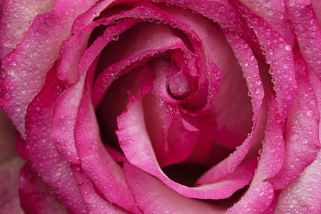 pink rose thumbnail